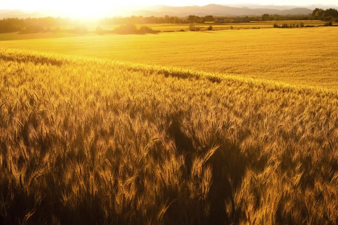 白露节气一场秋雨一场凉,有关24节气白露的知识