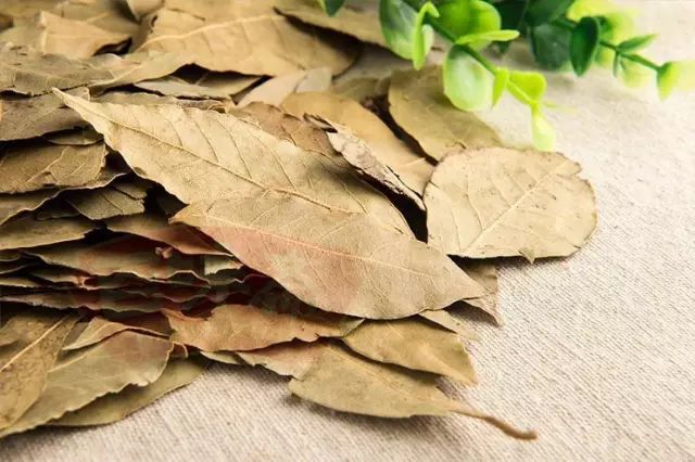 中秋佳节,聊一聊桂花的那些事儿~