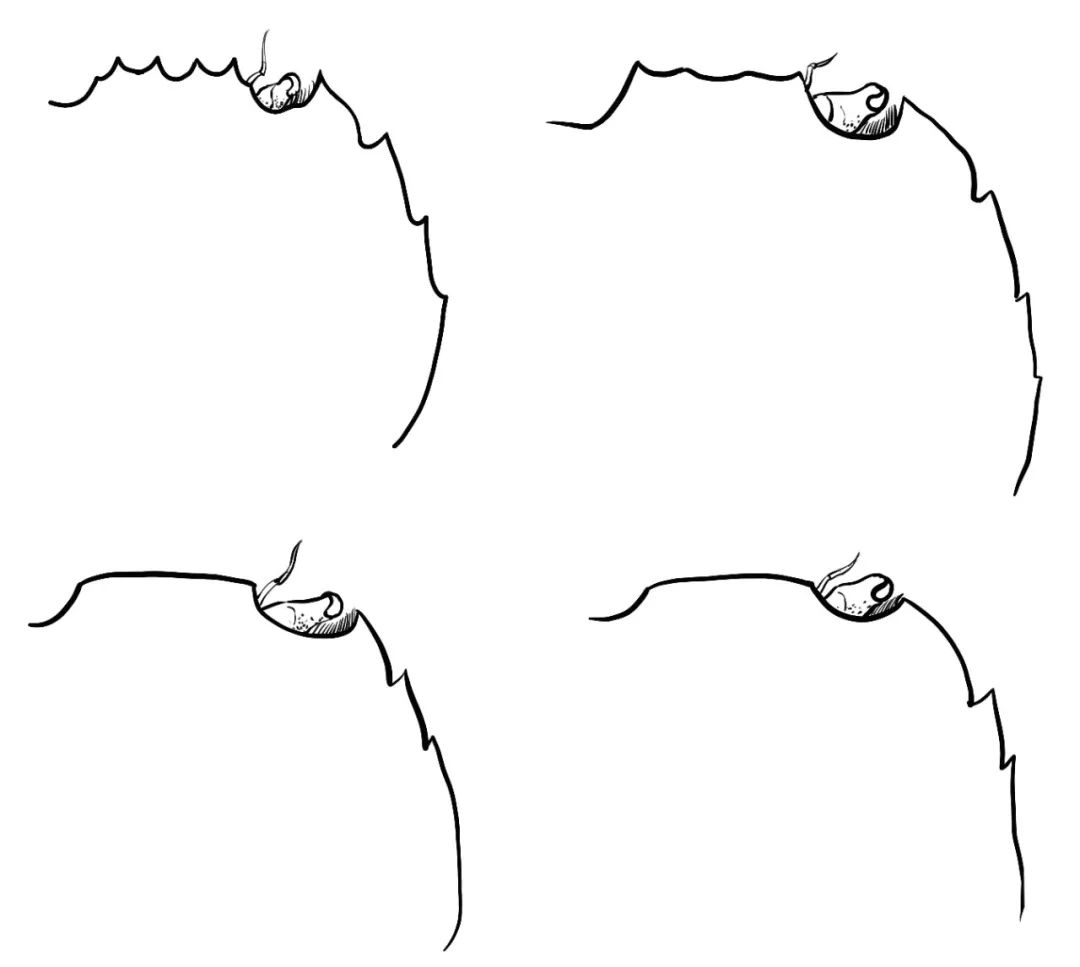 大闸蟹为什么这么好吃,大闸蟹公好还是母好吃