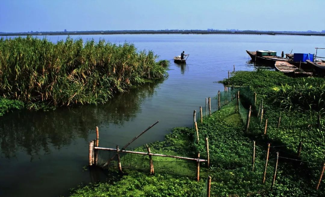 大闸蟹为什么这么好吃,大闸蟹公好还是母好吃