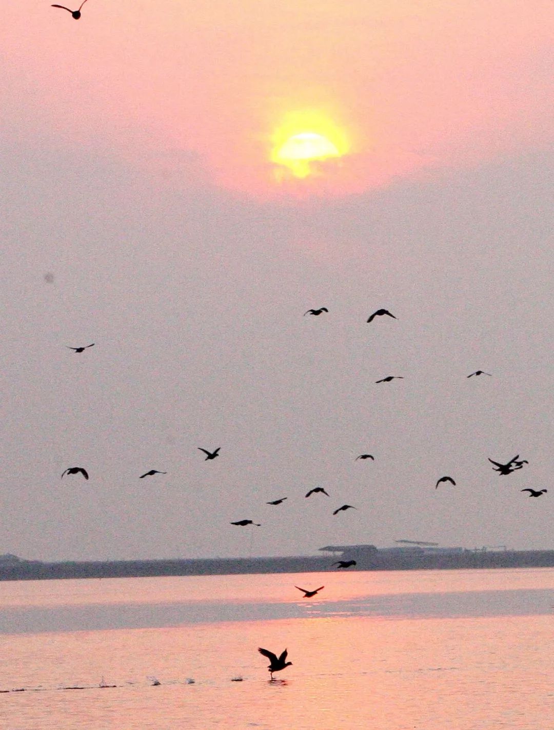 大闸蟹为什么这么好吃,大闸蟹公好还是母好吃