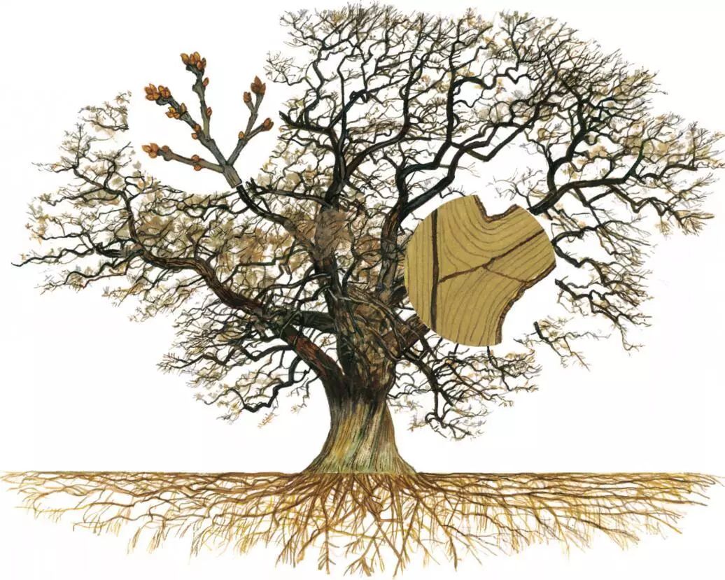 识别树木的最快方法,真假树木鉴别方法