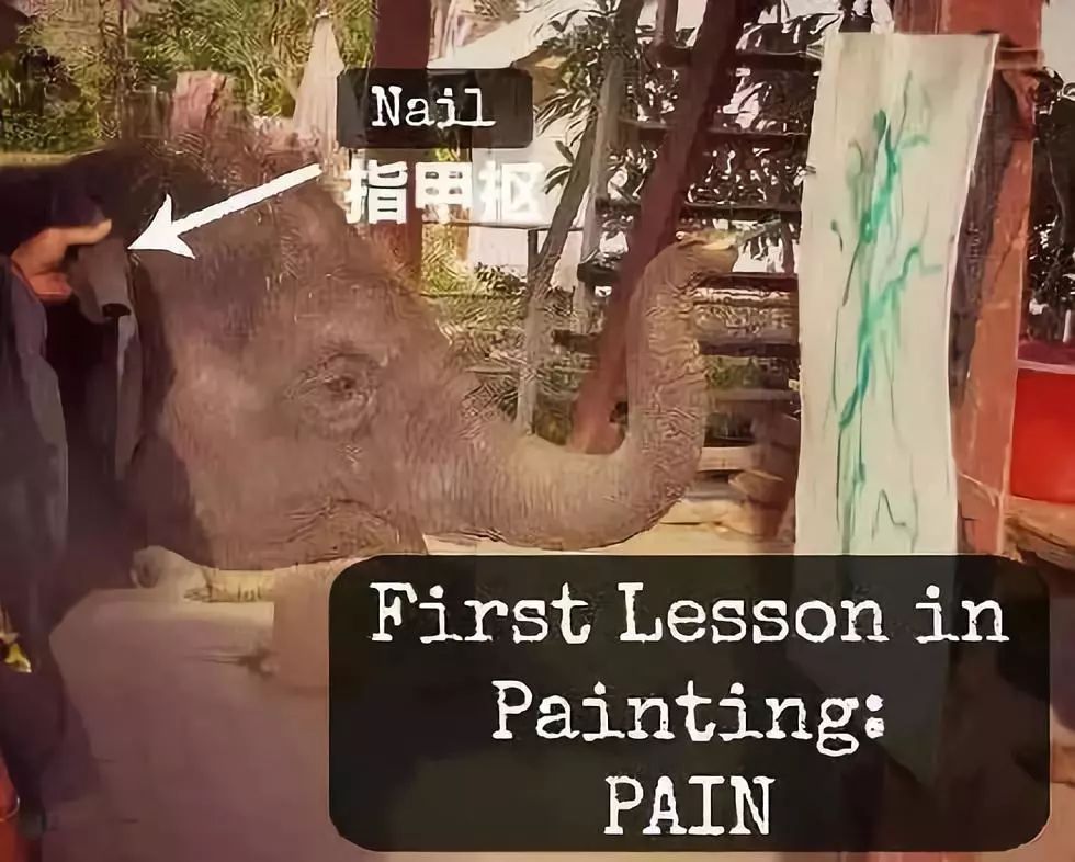 马戏团老虎逃脱后死亡,马戏团老虎脱逃最新结果