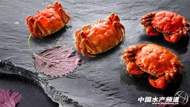 21年大闸蟹最佳食用时间,史上最全的大闸蟹食用指南