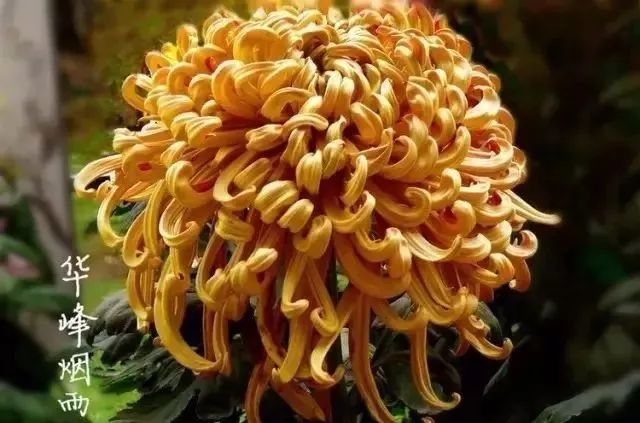 80种最美菊花高清图片,最具欣赏价值的菊花