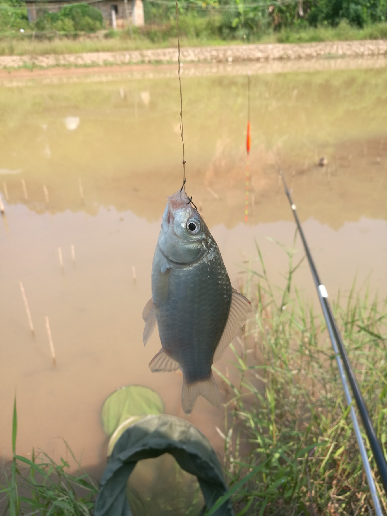 流水钓鱼的正确方法和技巧,流水钓鱼技巧视频海竿