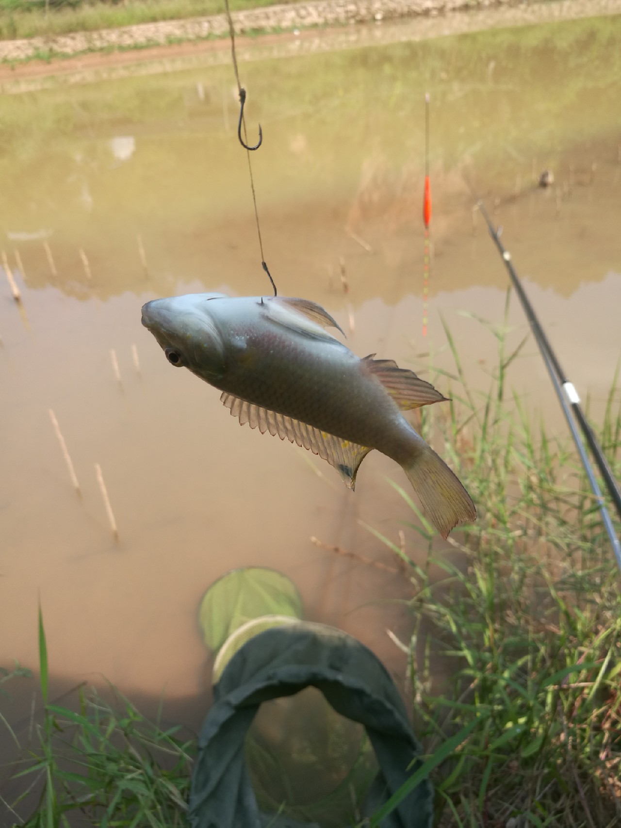 流水钓鱼的正确方法和技巧,流水钓鱼技巧视频海竿