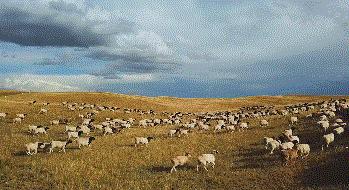 超黑科技“火山”被，薅光澳大利亚的羊毛，冷冬也能睡出“岩浆”热