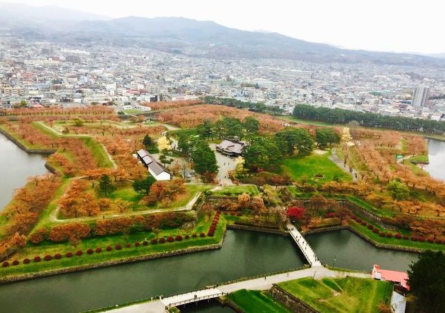 日本银杏叶保存,2019日本赏银杏