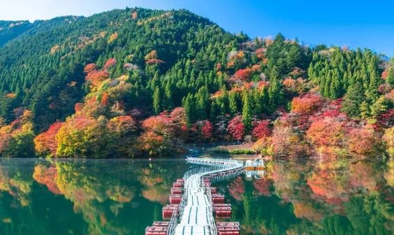 日本银杏叶保存,2019日本赏银杏