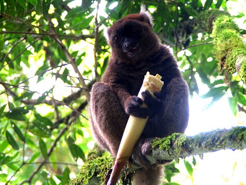 植物为什么会产生油脂,植物为什么需要有机物