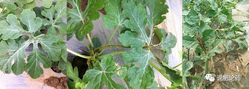西瓜细菌性果腐病,西瓜细菌性果斑病特效药