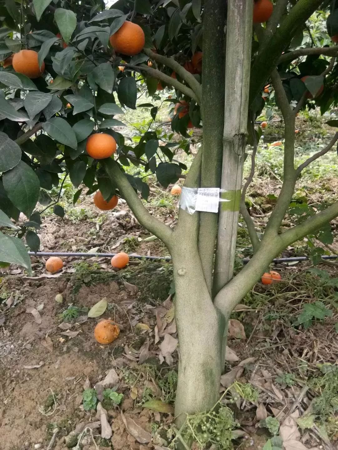 强力除青苔,除青苔的好处