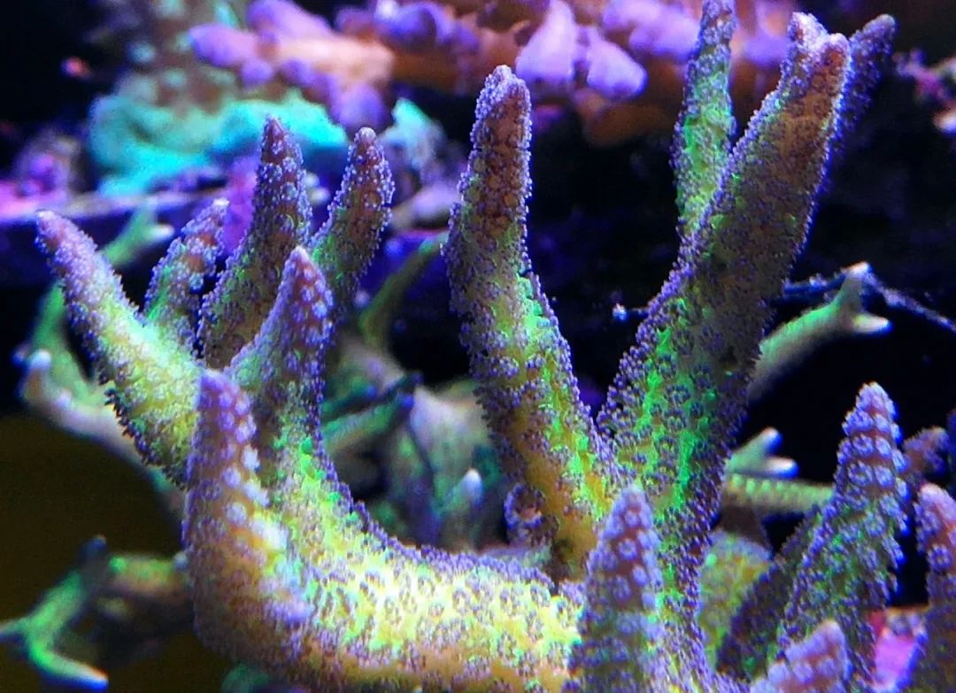 40小缸全套,40的方缸用多大的过滤桶