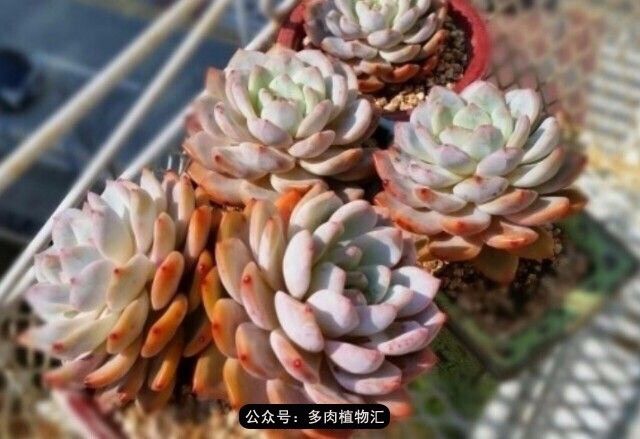 阳台如何让它变得很漂亮,怎么让阳台能种更多花