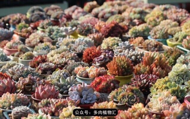 阳台如何让它变得很漂亮,怎么让阳台能种更多花