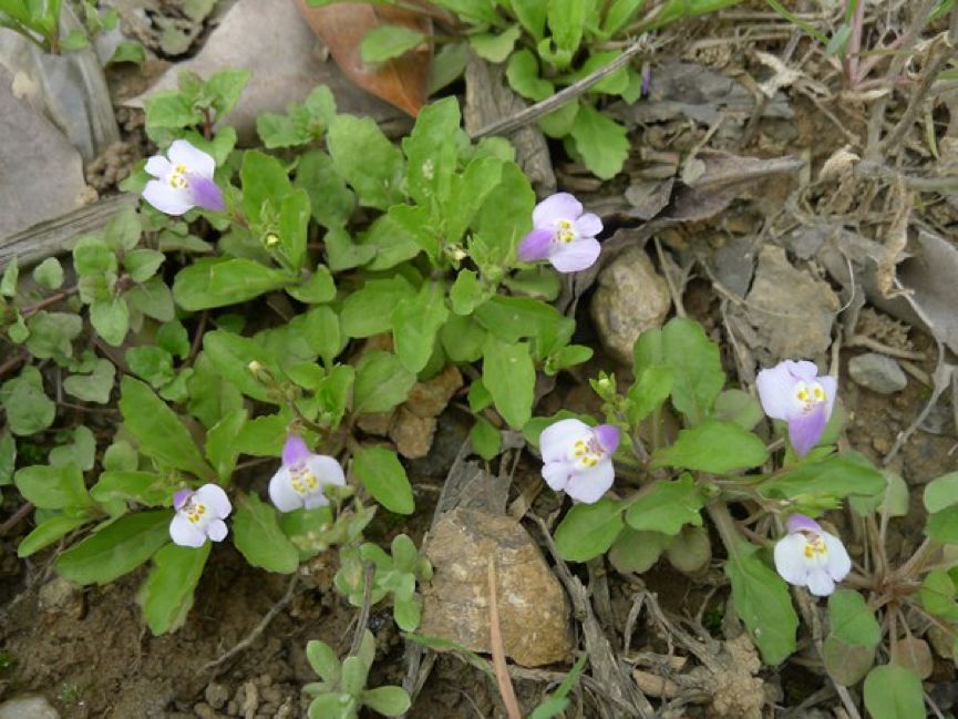 常绿地被植物推荐,地被植物科普