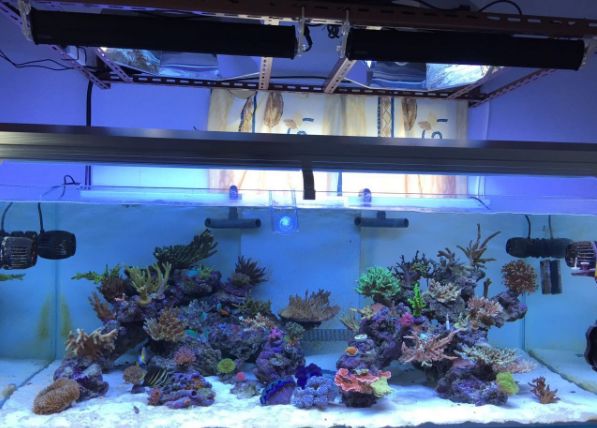 1.5米的大缸,1.5米大缸溪流造景