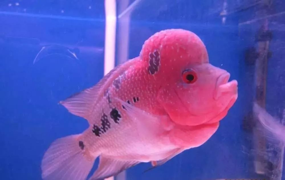 慢性肠炎用中医还是西医治疗好,肠炎食疗最简单方法