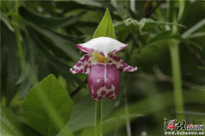 大河之北森林图片,大河之北原唱完整版