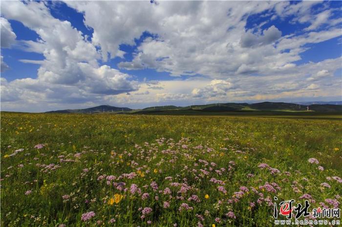 大河之北森林图片,大河之北原唱完整版