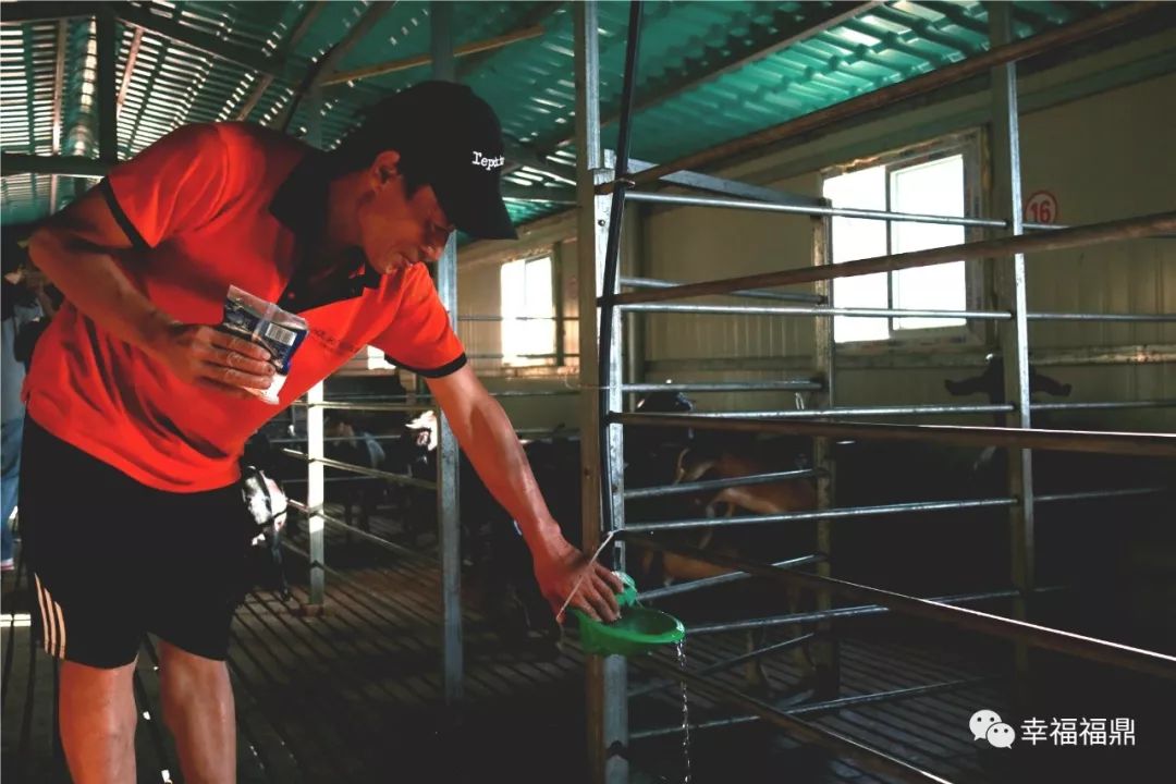 巧念“羊经”发“羊财”,嵛山镇的这本“脱贫致富经”一定要看