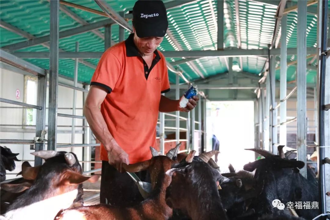 巧念“羊经”发“羊财”,嵛山镇的这本“脱贫致富经”一定要看