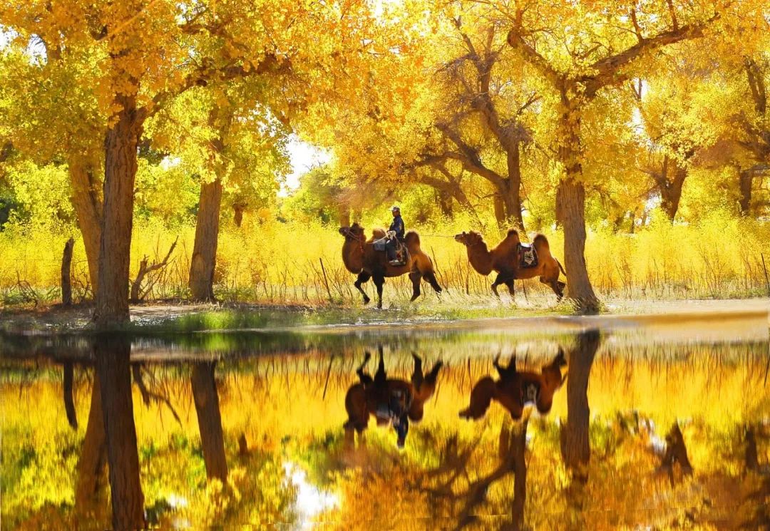 包头去额济纳胡杨林攻略,广州到额济纳胡杨林攻略