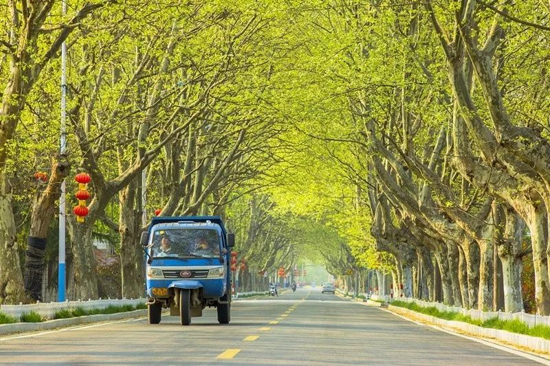 天呐！被南京这些路圈粉！