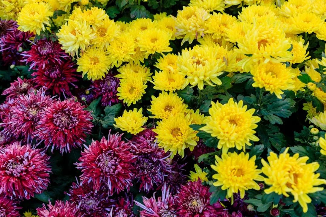 沈阳游玩景点推荐大帅府,沈阳冬季免费旅游必去十大景点