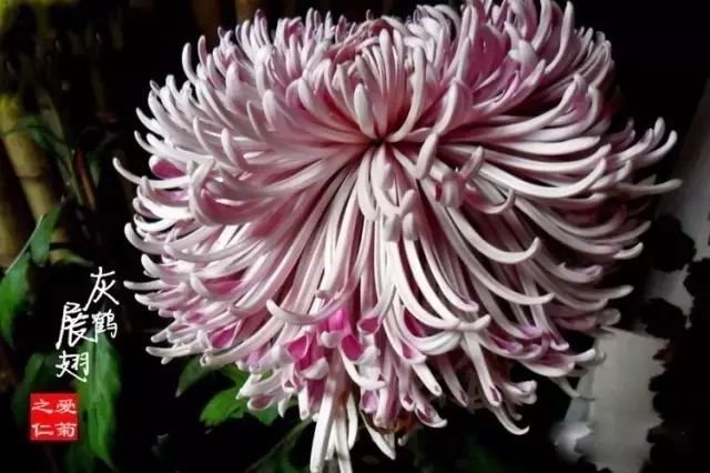 80种最美菊花高清图片,最具欣赏价值的菊花