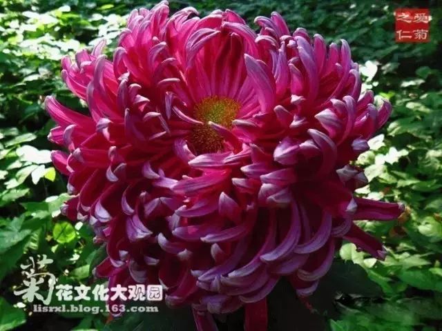 80种最美菊花高清图片,最具欣赏价值的菊花