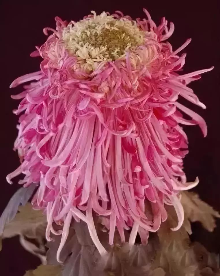 80种最美菊花高清图片,最具欣赏价值的菊花