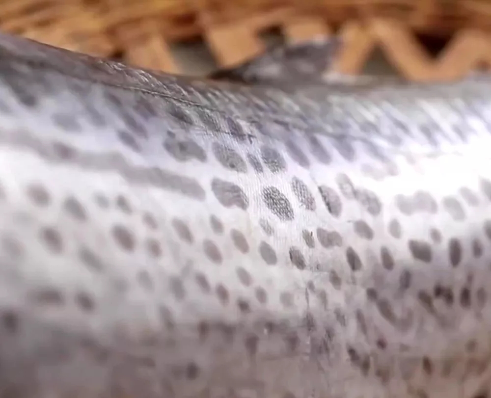 海鲜市场纯天然的7种鱼,水产市场什么鱼可以回家养