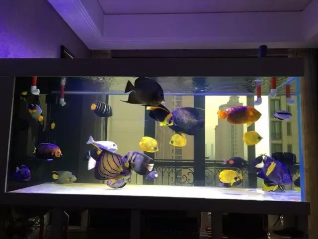 fot多大缸,fot高缸