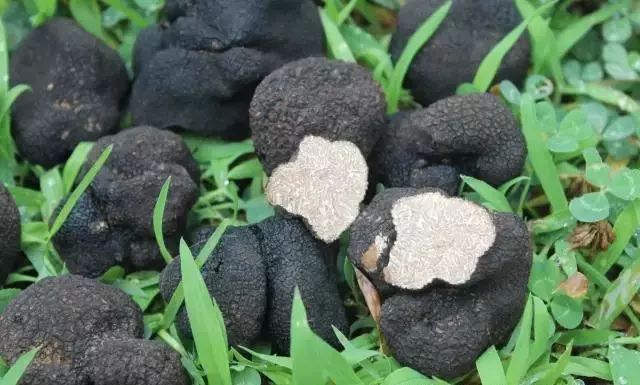 凉山的特色美食,凉山必吃美食