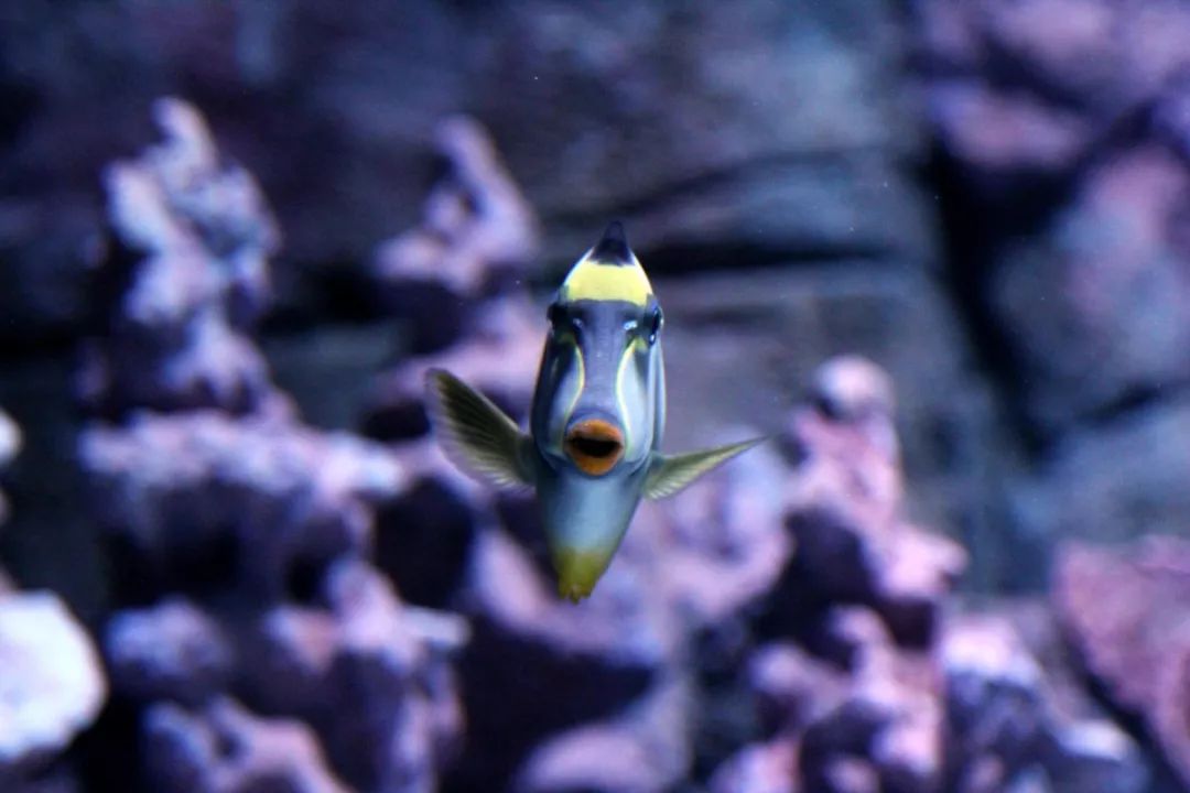 鱼撞脸的搞笑瞬间,鱼撞脸视频大全