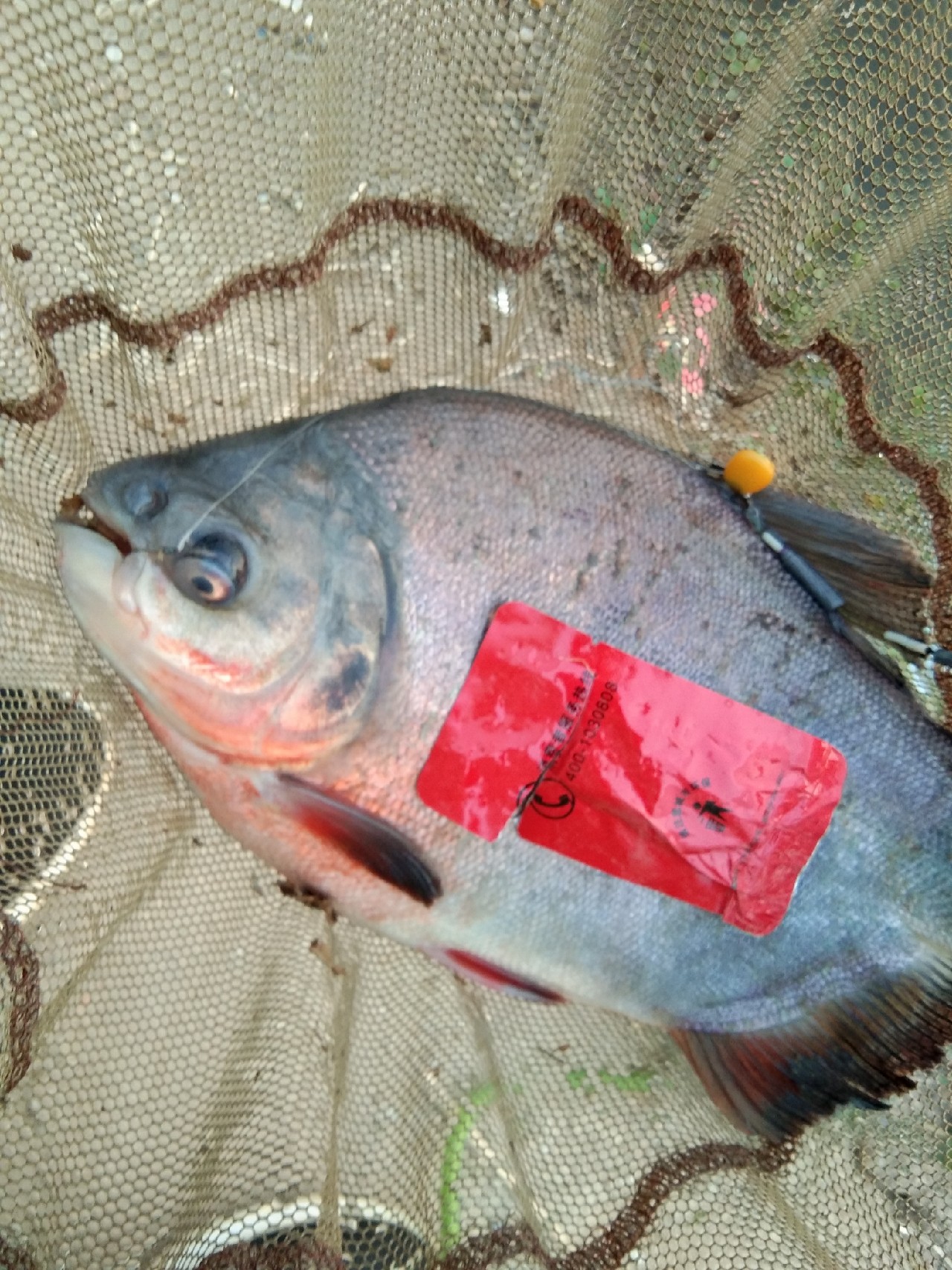 钓淡水白鲳用什么子线,钓淡水白鲳用什么饵料最好