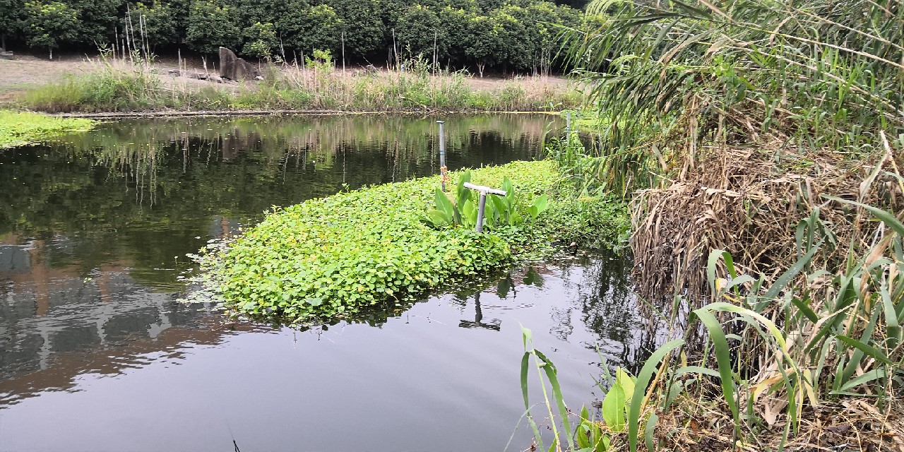 入坑第一天钓鱼,入坑一年所钓的鱼种