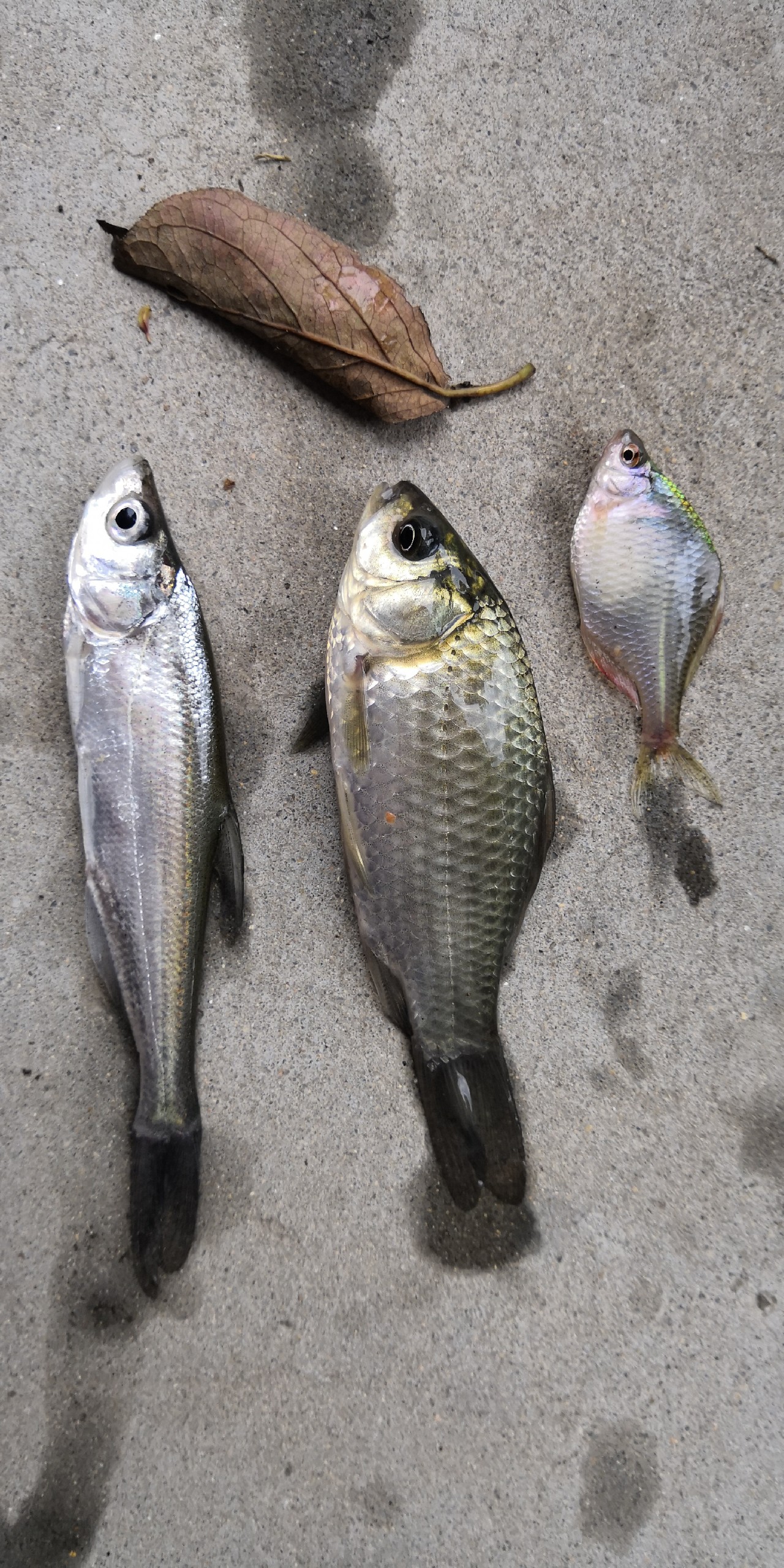 入坑第一天钓鱼,入坑一年所钓的鱼种