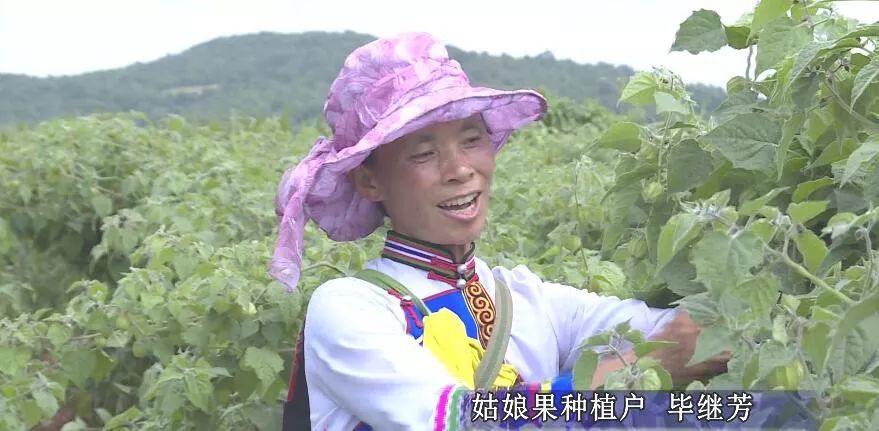 产业转型：石林尼迷的科技有限公司帮助农户做姑娘果产业