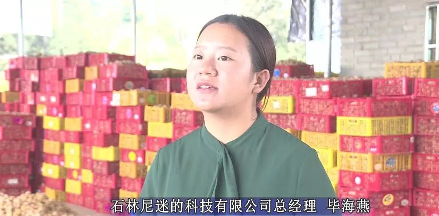 产业转型：石林尼迷的科技有限公司帮助农户做姑娘果产业
