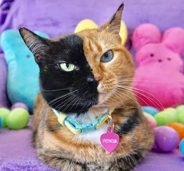 嘴角变黑了会自己好吗,嘴角黑点忽然变黑变大