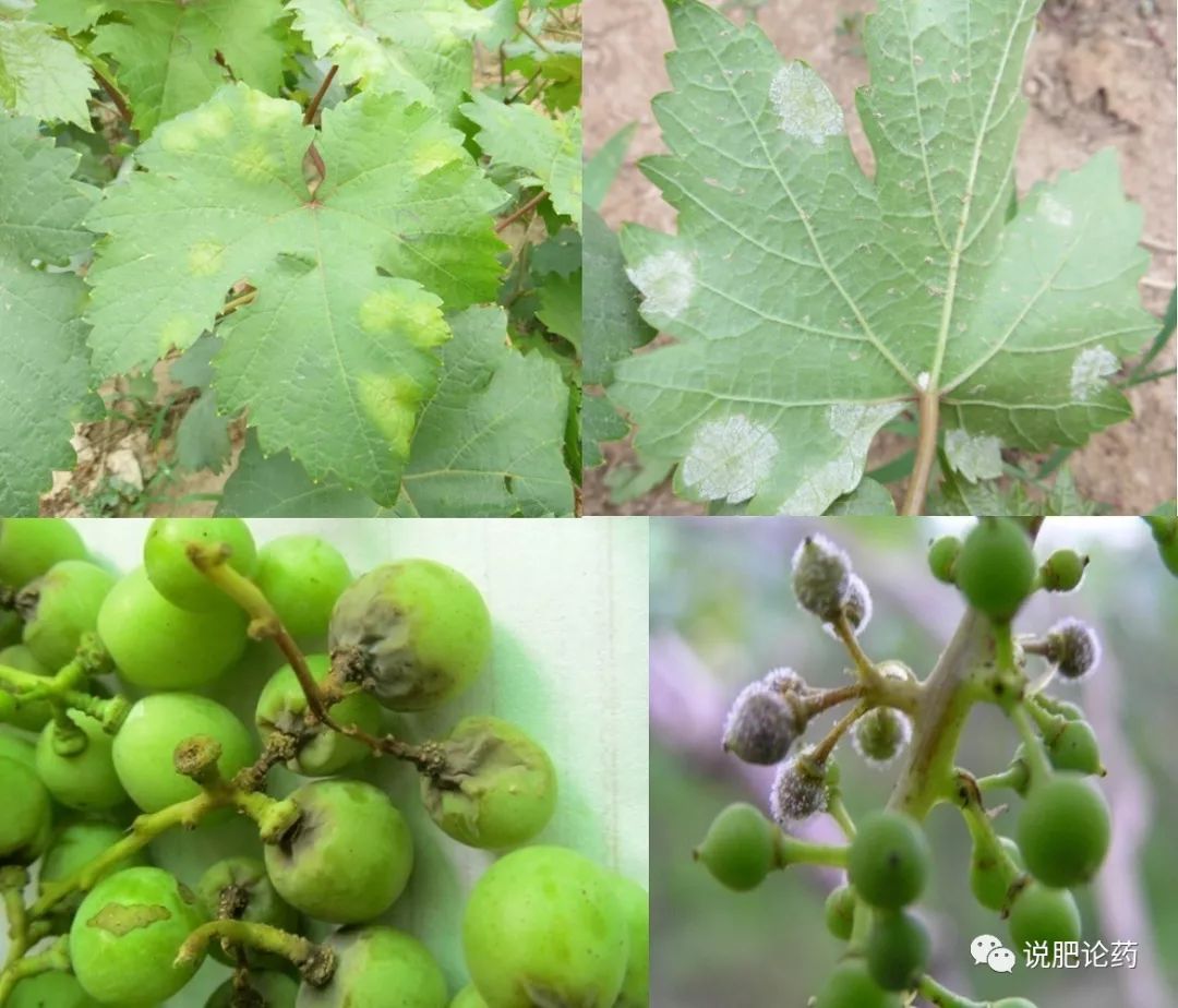 葡萄霜霉的克星,葡萄霜霉菌蛋白功能检测方法