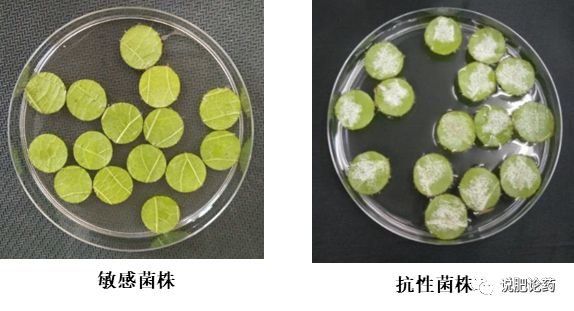 葡萄霜霉的克星,葡萄霜霉菌蛋白功能检测方法
