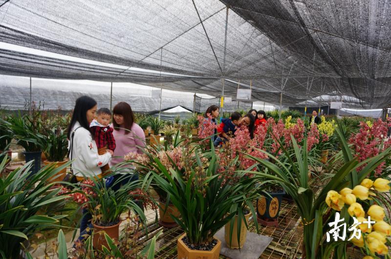 韶关翁源兰花市场,翁源县兰花业