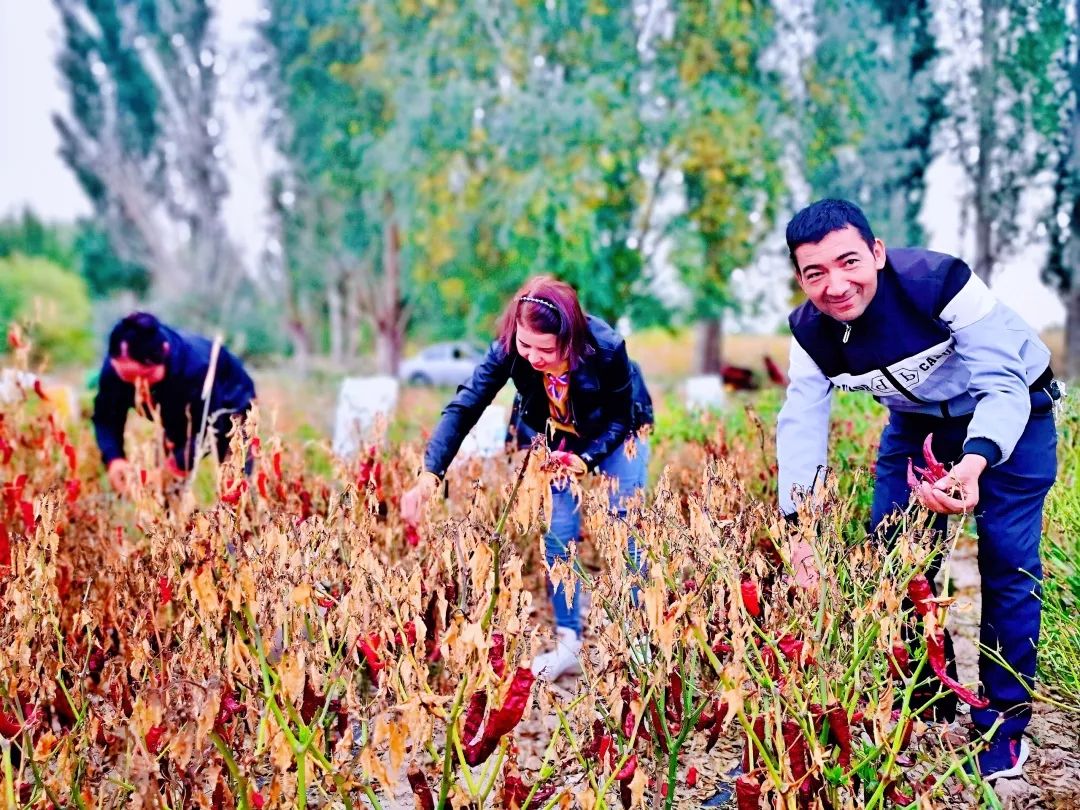 【检察官驻村】英买里村的辣椒红了