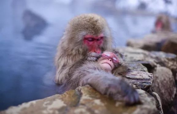 日本七日游温泉酒店,去日本旅游100次