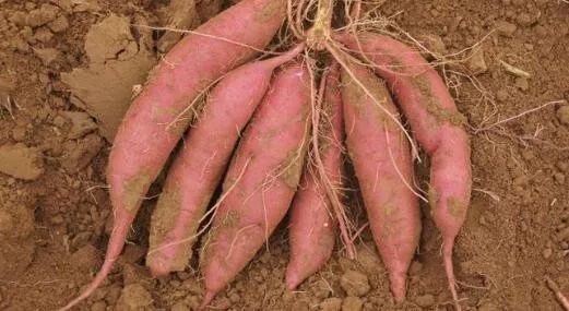 南阳有什么好消息,南阳市最近喜讯