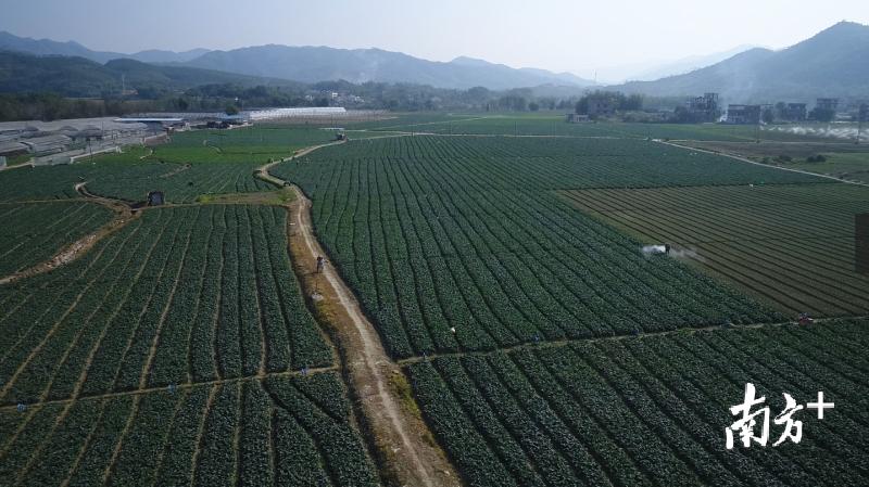 乡村振兴一户一块田,如何做到丘陵乡村振兴